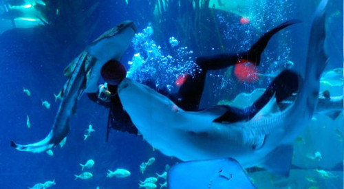 綠蛙看臺進駐多彩貴州城貴陽龍川極地海洋世界